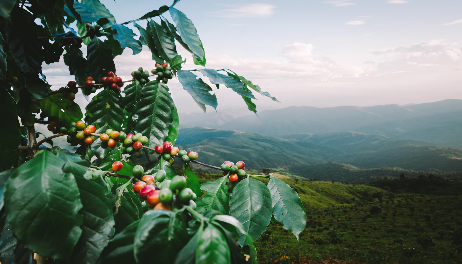 A photo of a coffee farm taken from a high altitude, depicting lush green plants.