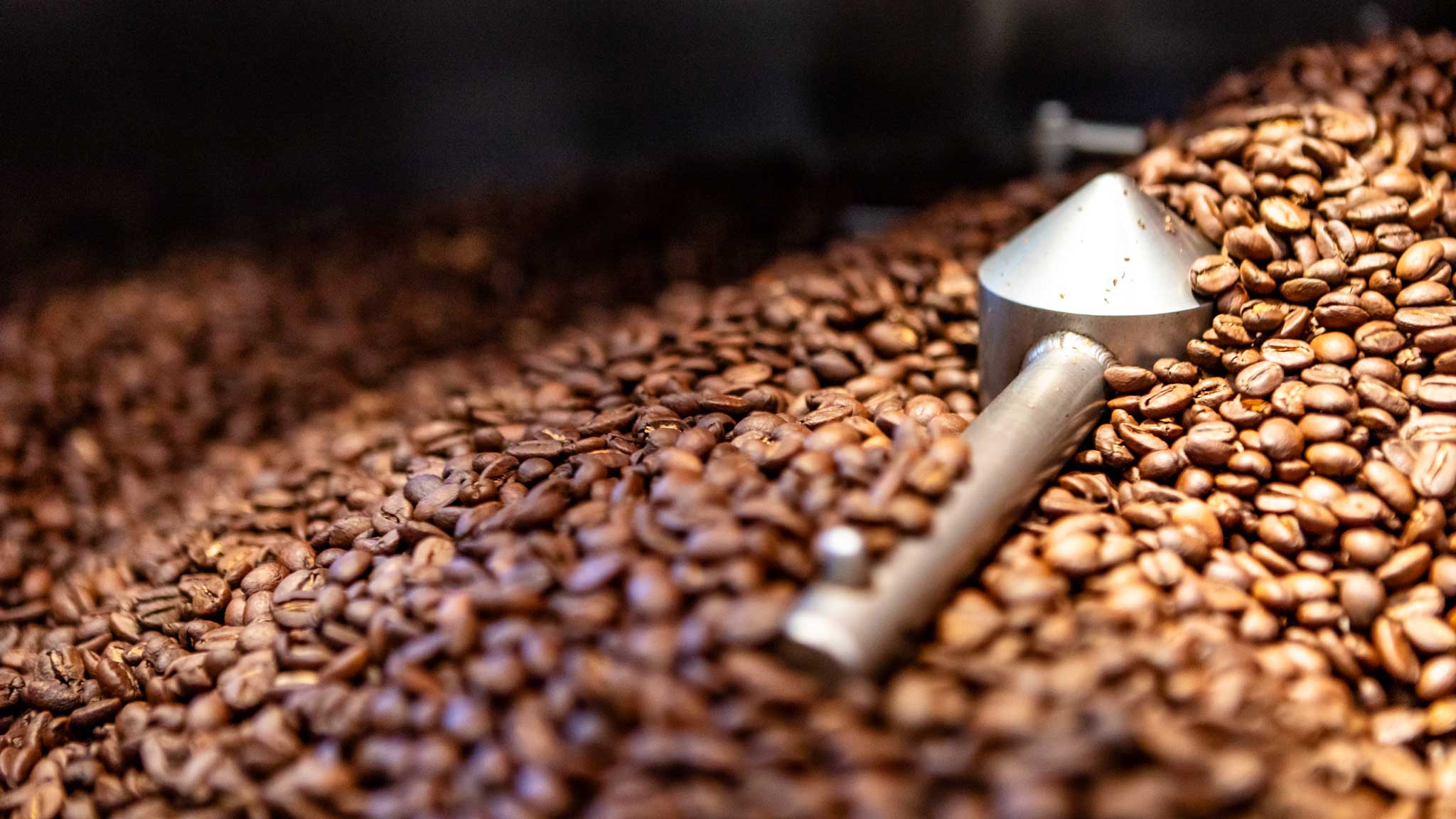 Coffee beans being rotated in a coffee roaster